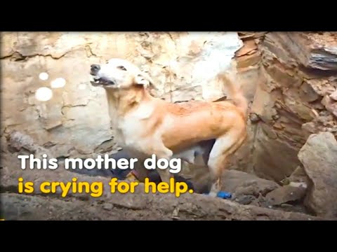 Mother dog crying to save her Puppy |