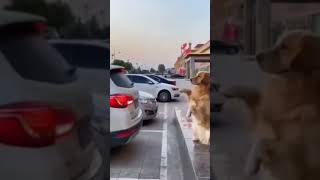 #shorts #cat #dog #funny #animauxdrôles #animauxmignons #chatsmarrants #chiensdrôles