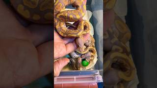 Wow these are stunning! #molinarosnakelab #shorts #royalpython #python #sawa #ballpython #babysnakes