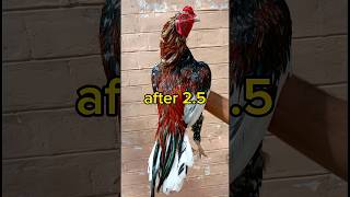 aseel chicks Transformation #chicks to #rooster #shortvideos #aseelmurga #aseelchicks