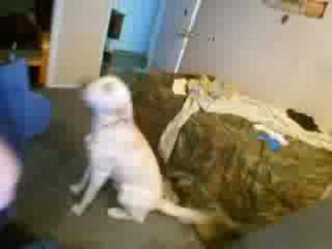 LOL DOG IS LOLING
