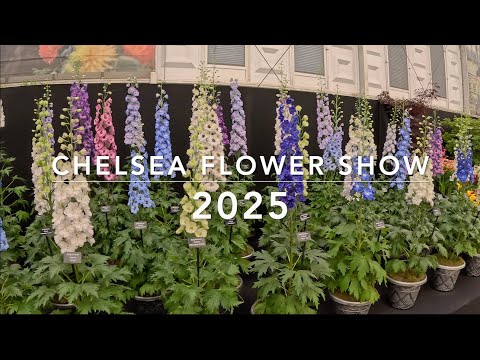 Exploring Chelsea Flower Show 2025: Stunning Gardens & Floral Designs