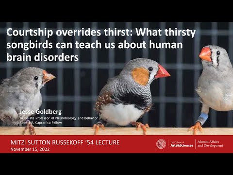 “Courtship overrides thirst: What thirsty songbirds can teach us about human brain disorders"
