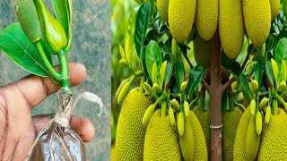 How To Grow Jackfruit Tree FAST Step by Step Guide to Quickly Rooting | Jackfruit Tree