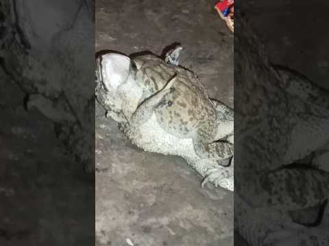 fog #new #video #funny