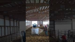 How I keep our holstein heifers clean and healthy!! #agriculture #dairy #cattle #cow #farmer #farm