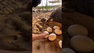 Don't pick up ostrich eggs #shorts