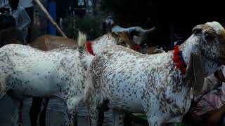 Copyright Free - Stock Footage : Goat Market Pakistan EId ul Adha