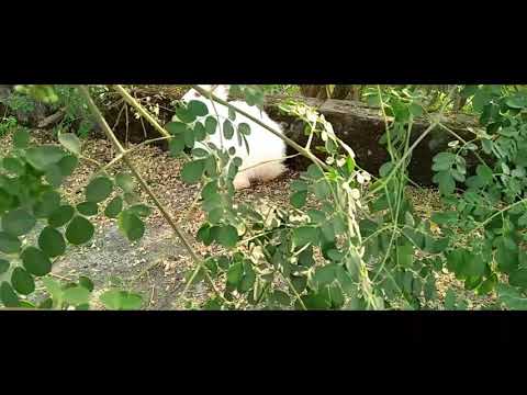 rabbit video | + song | all in 1.