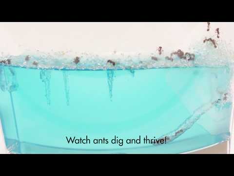 LED Ant Habitat Teaser