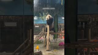 Try Not to Laugh! Adorable Pandas Doing the Funniest Things Ever