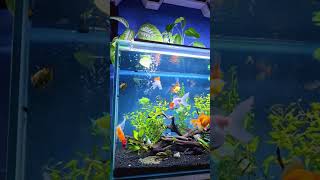 💧🐠 A Beautiful Tank – Life Underwater 🌊✨ #aquariumlife #fishtank #aquascapelowtech #aquarium