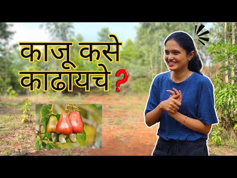 काजू कसे काढायचे ? Cashew Harvesting Process | Marathi Vlog | Cashew | Village | Simple Life | Farm