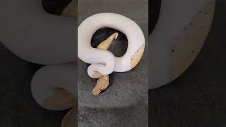 Banana Pied Ball Python Highlight. Simple Beauty #ballpythons #ballpythonmorph #ballpython