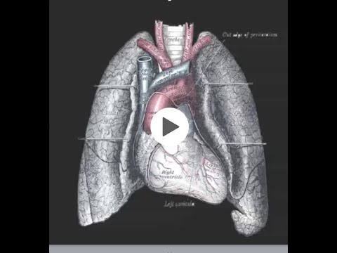 Mr. Vetro: Gray Lung and Heart