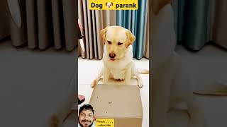 #dog #labrador #puppy #pets #funny #comedy #best #comedyye #bestcomedyvideo