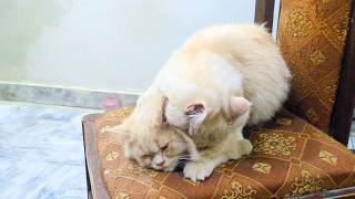 I Caught My Cat Doing Something "Too Smart" on Camera. 🎥👀