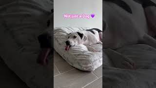 Not just a Dog #funny #petsrule #puppy #petshub #dogtok #pets #doggo #dog #lucu #funny #perros