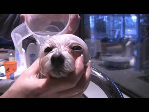 Muffin Gets a Bath (in HD)