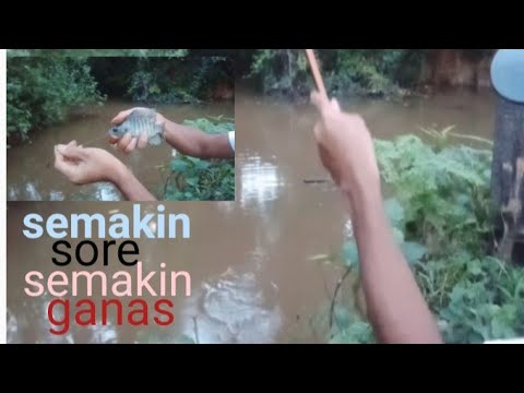 Mancing nila //Edisi lebaran