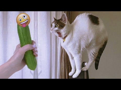 I dare you not to LAUGH at these FUNNY DOGS 😁🐶 - Best Funny Animals Videos 2024 part 19