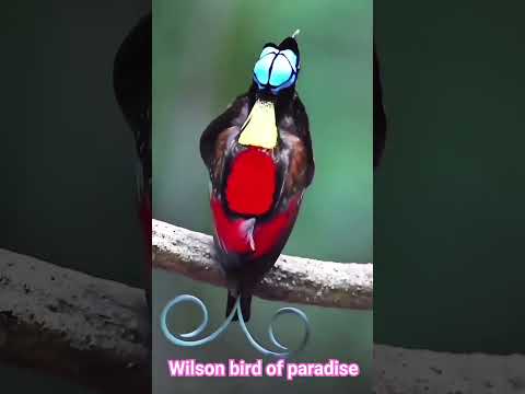 The Wilson's bird-of-paradise #youtubeshorts #birdsonplanet #birds on earth