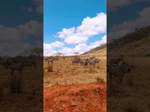 #zebra #wildanimals