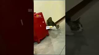New comedy today video New Whatsaap  Status Today  Video iPhonecomedyvideo#tiktokviral  #viralshorts
