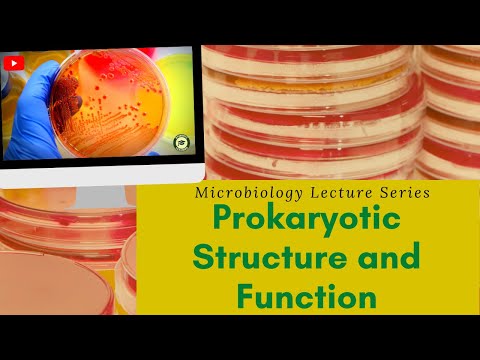 Prokaryotic Structure and Function | Cytoplasm, Nucleoid, Appendages | MicroBiology Lecture Series