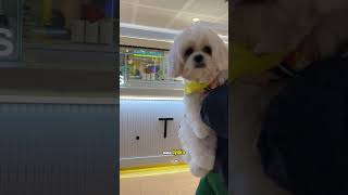 takot iwanan 🤣 #shihtzu #shihtzuph #cutedog #dog #cute #funny #funnyvideos