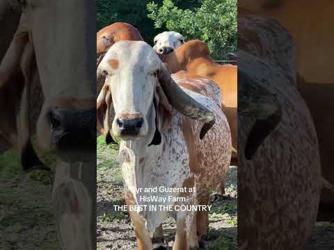 Gyr and Guzerat cattle at HisWay Farm. The best in the United States #gyr  #cattlefarm #gyrcattle