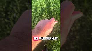 Weak or Strong Grip #golfgear #golf #golftips #golfinstruction
