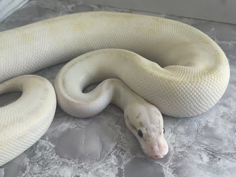 Pastel Ivory poss. het clown ball python