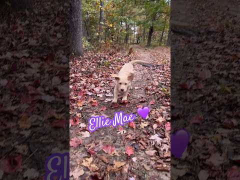 Eleanor Mae, you make our farm days bright! 🥰 #animalshorts #doglife