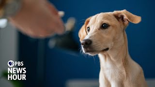How button boards are changing human-canine communication