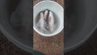 #fish #fishlovers #livefishfood #enjoy #villagelifestyle 😊