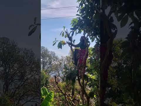 #beauty #phadan #uttarakhand #bravewomen #phafiqueen #mountainsoul #uttarakhandivibes