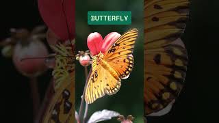 Learn Vocabulary - Animals #English #englishunfolded