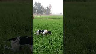 English pointer working 🔥 #hunting #pointer #hunter #pointerdog #francolin