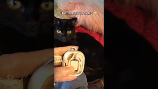 As I suspected. 🤔😅 #catcontent