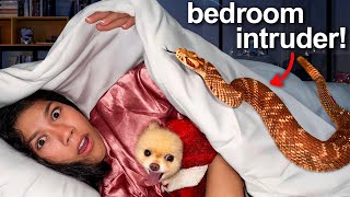 We Found a SNAKE in our HOUSE! *SHOCKING*