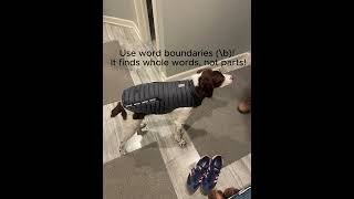 Learn Regex basics with Snickers & Pete #regex #python #pythonprogramming #coding #dog  #funnycats