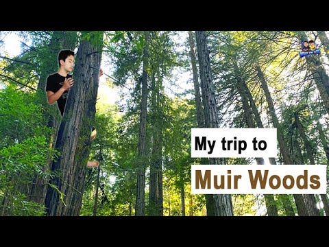 My Trip To Muir Woods