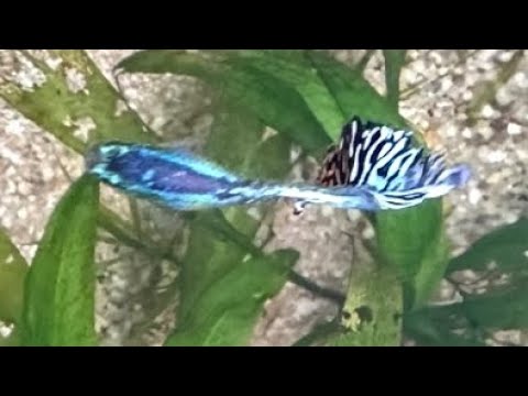 Best Guppy Fish. #guppy #aquarium 