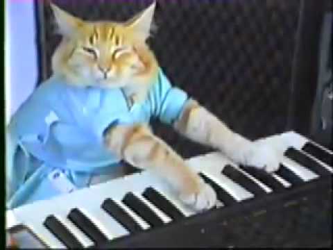 Keyboard Cat!
