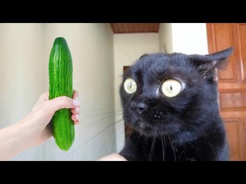 Funniest animals will make you laugh to die 😂