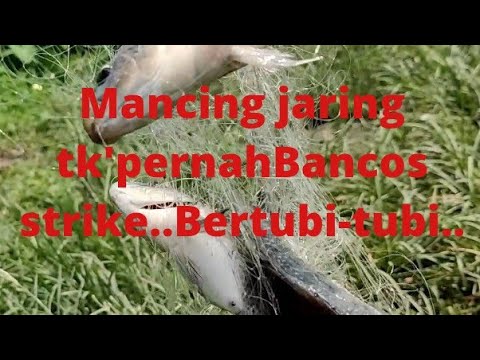 mancing jaring tak pernah BancoS sekali lempar strike bertubi-tubi