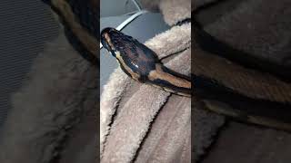 🖤🤍#snake #viralvideo #foryou #reptiles #animals #fypシ #piedballpython