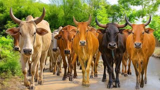 Funny Herding Tame Cows Every Afternoon - Funny Cows. Cows Eating Grass. Cows Sounds. Dancing Cows.2