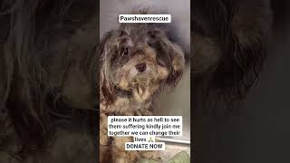 kindly donate link in bio to support him #USA#AmericanDogs#AmericanDogLovers#PawsitiveVibesUSA